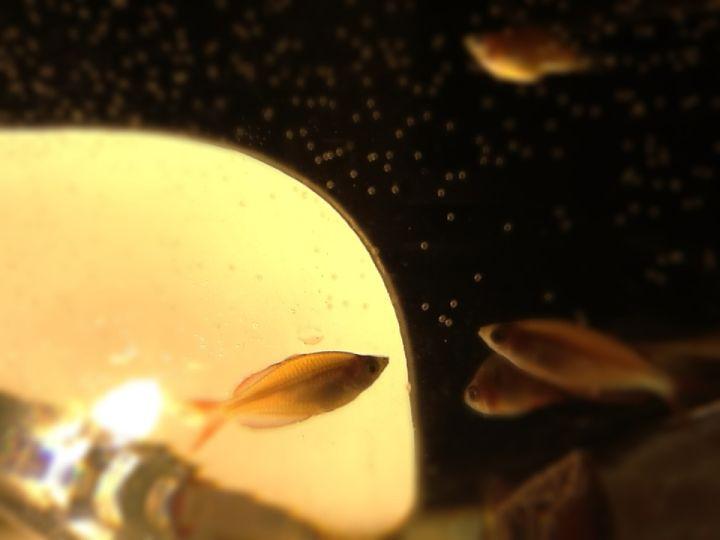 怎么给猫补钙（猫补钙过多会怎么样）-硒宝网