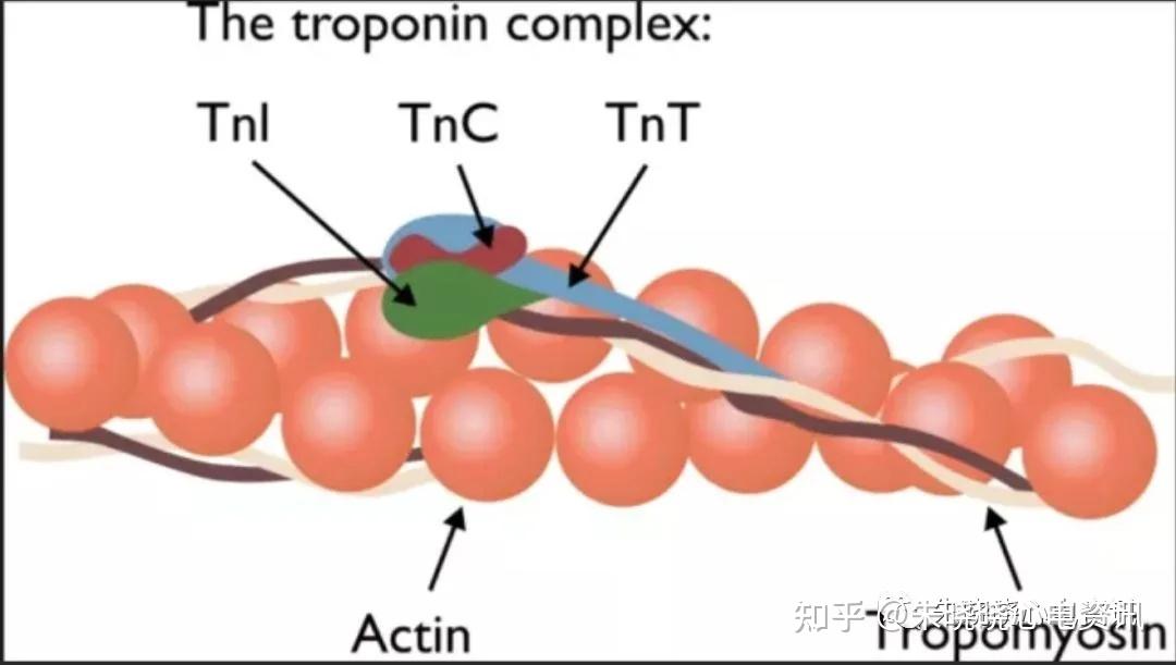 补钙吃(补钙吃什么钙片最好)-硒宝网