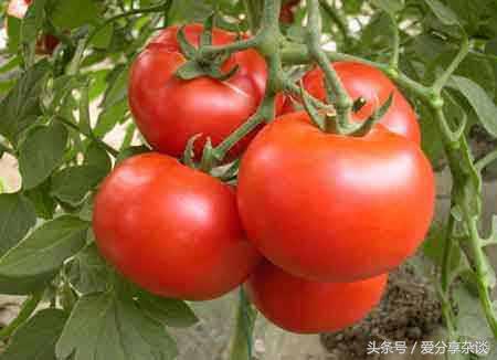 男人补硒吃什么水果(补硒对男人)-硒宝网