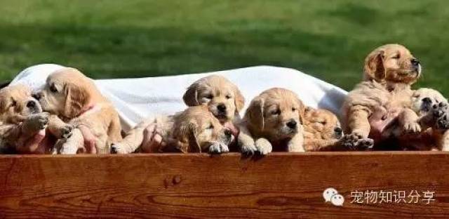 怎么给狗狗补钙(狗狗补钙什么牌子好)-硒宝网