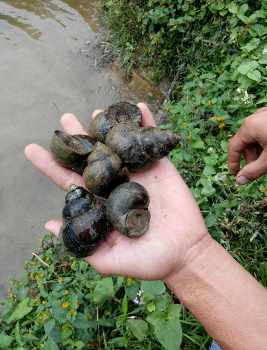 螃蟹能补钙吗(螃蟹能补钙吗百度百科)-硒宝网