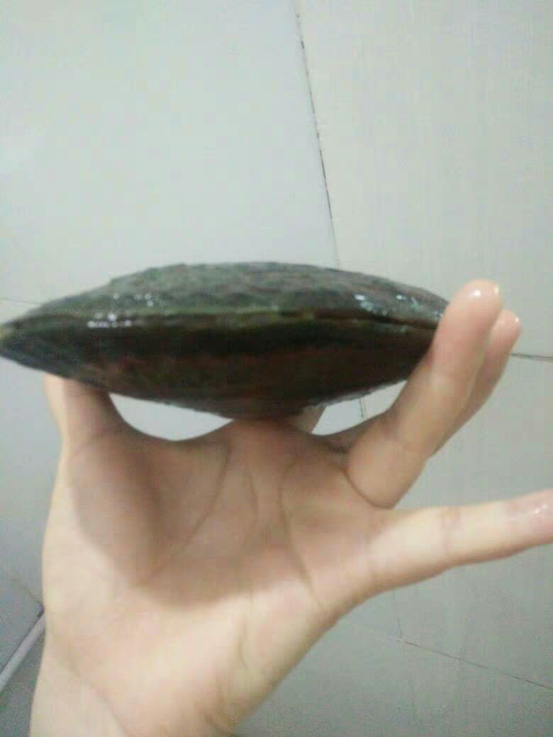 螃蟹能补钙吗(螃蟹能补钙吗百度百科)-硒宝网