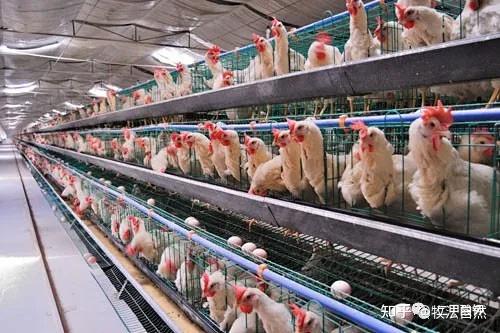 蛋壳能补钙吗(蛋壳补钙最佳方法)-硒宝网