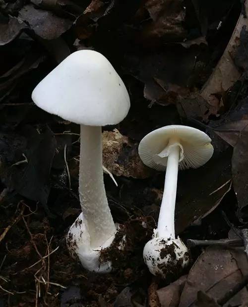 想补硒就吃蒙古口蘑(蒙古口蘑的功效和作用)-硒宝网