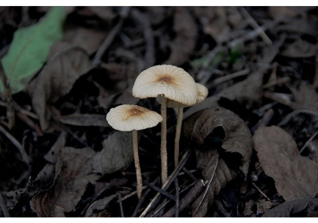 想补硒就吃蒙古口蘑(蒙古口蘑的功效和作用)-硒宝网