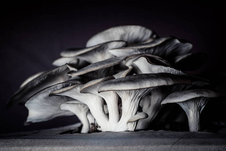 想补硒就吃蒙古口蘑(蒙古口蘑的功效和作用)-硒宝网