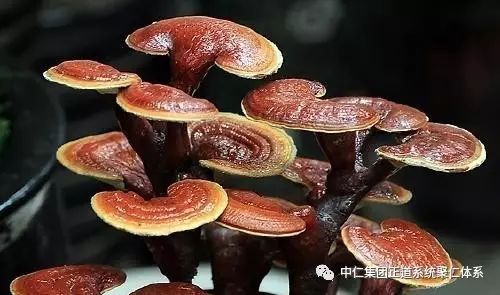 韩国补硒保健怎样吃(补硒吃保健品好还是吃药好)-硒宝网