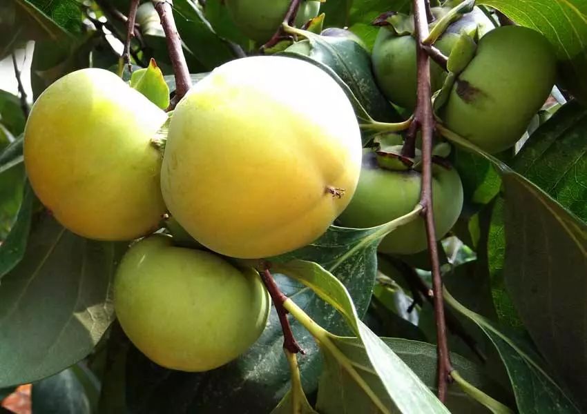 甲亢每天补多少硒的(甲亢患者补硒一天吃多少)-硒宝网