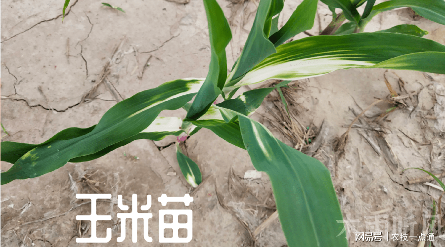 锌元素(锌元素的食物有哪些)-硒宝网