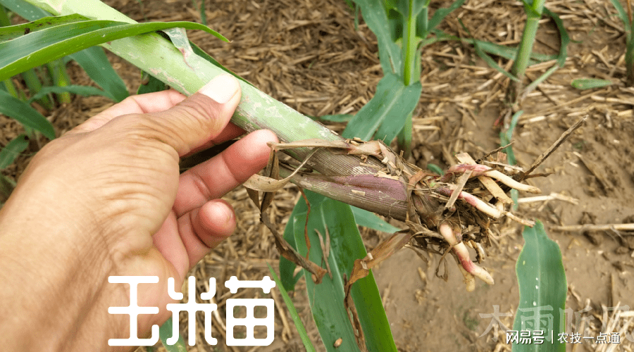 锌元素(锌元素的食物有哪些)-硒宝网