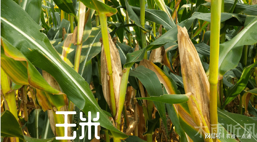 锌元素(锌元素的食物有哪些)-硒宝网