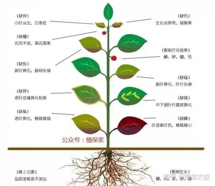 钾是微量元素吗(钾微量元素是什么东西)-硒宝网