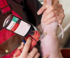 小猪需要注射补硒吗（小猪七天补硒打多少）-硒宝网