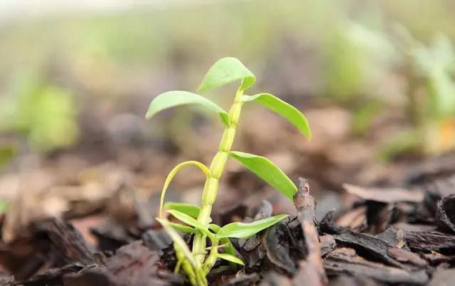 硒是中药可以怎么补（硒是中药还是西药）-硒宝网