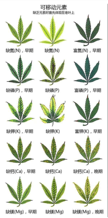 微量元素缺乏怎么补充(缺乏微量元素需要补什么)-硒宝网