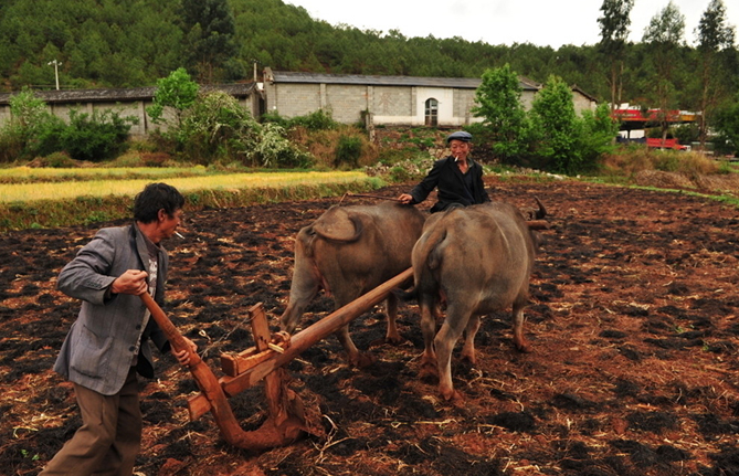 微量元素缺乏怎么补充(缺乏微量元素需要补什么)-硒宝网