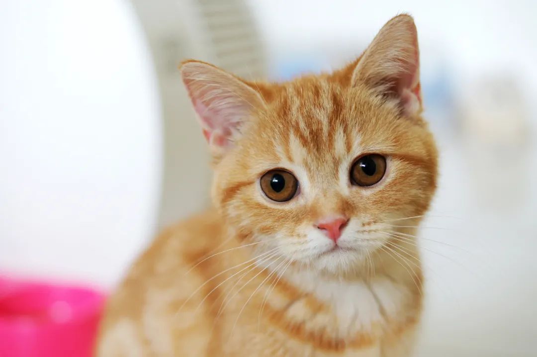 缺乏微量元素怎么补(缺少微量元素)-硒宝网