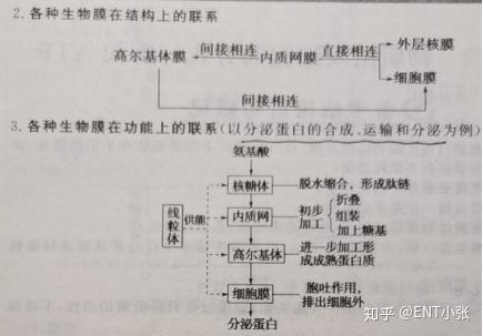 微量元素包括哪些(微量元素包括维生素吗)-硒宝网