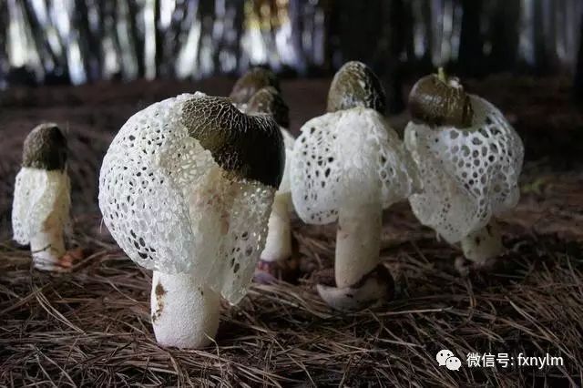 微量元素食物(食物微量元素)-硒宝网