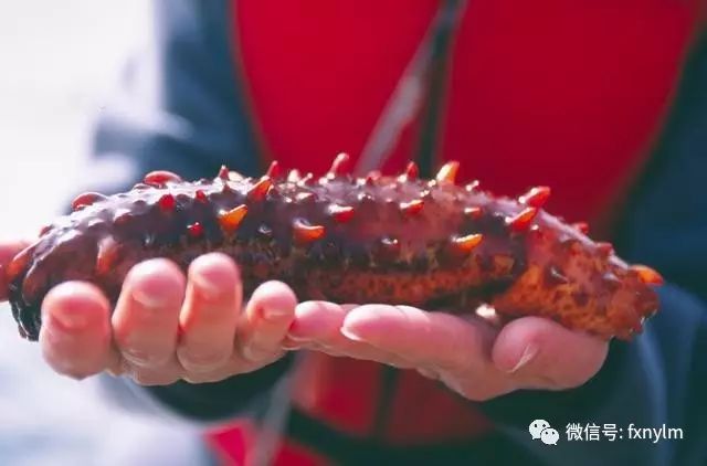 微量元素食物(食物微量元素)-硒宝网