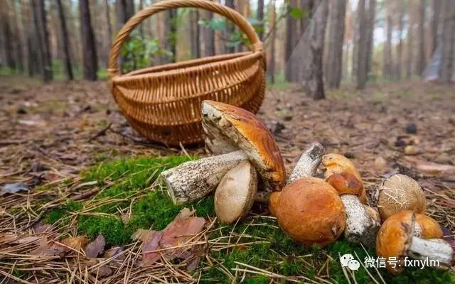 微量元素食物(食物微量元素)-硒宝网