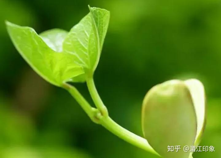 补硒多久能抗癌症呢(得了癌症吃硒还有用吗web)-硒宝网