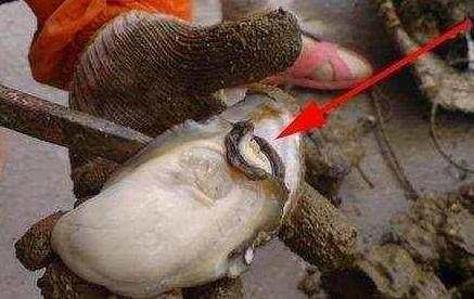 植物补硒增强免疫力(提高免疫力的硒多少钱一盒)-硒宝网