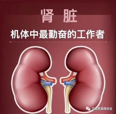 肾脏病人可以补硒吗(病人补肾脏硒可以吃吗)-硒宝网