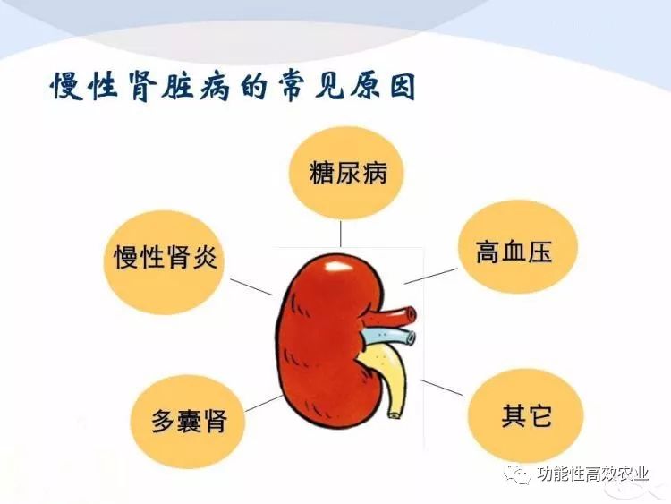 肾脏病人可以补硒吗(病人补肾脏硒可以吃吗)-硒宝网