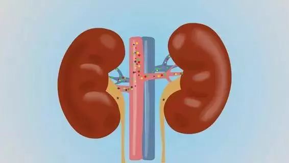 肾脏病人可以补硒吗（补硒对肾病有作用吗）-硒宝网