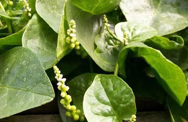 补钙的菜(老人缺钙吃什么菜补钙)-硒宝网