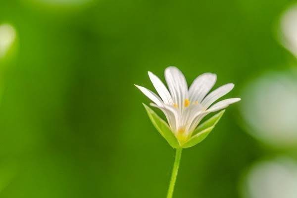 补硒为什么对神经好（硒神经）-硒宝网