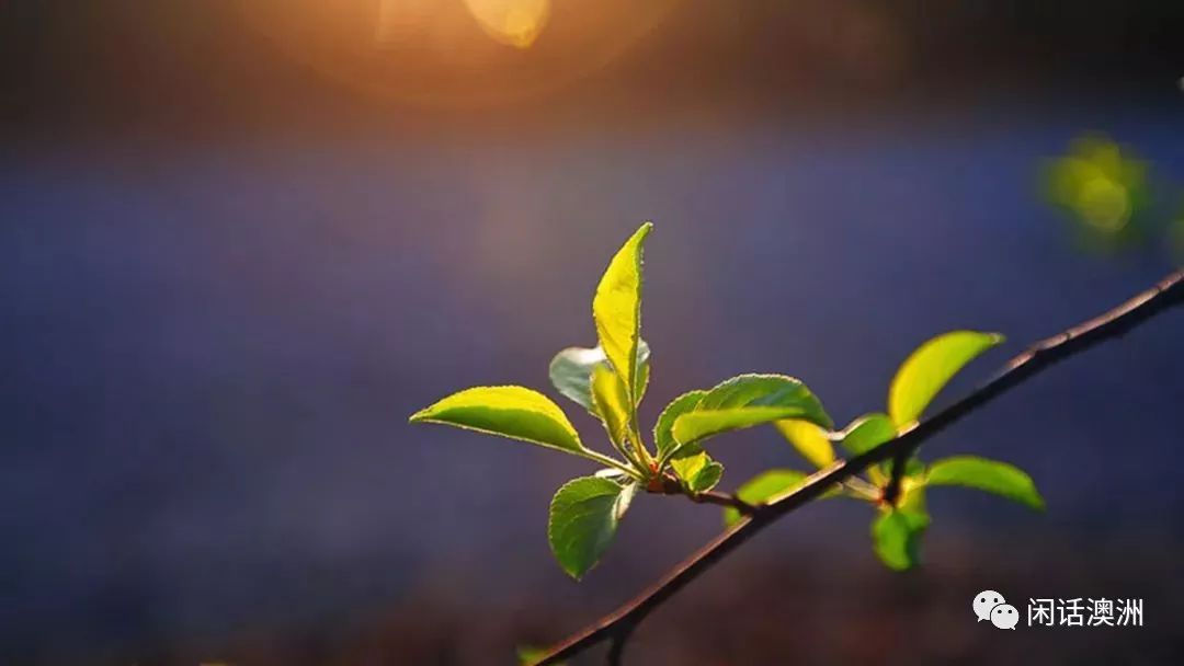 补硒哪种保健品牌好(十大补硒品牌)-硒宝网