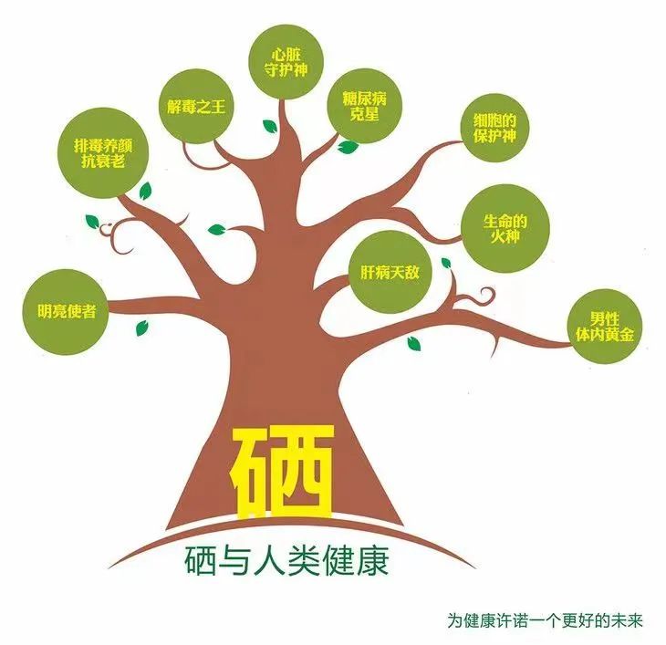 硒矿能补硒吗为什么（硒能补钙吗）-硒宝网