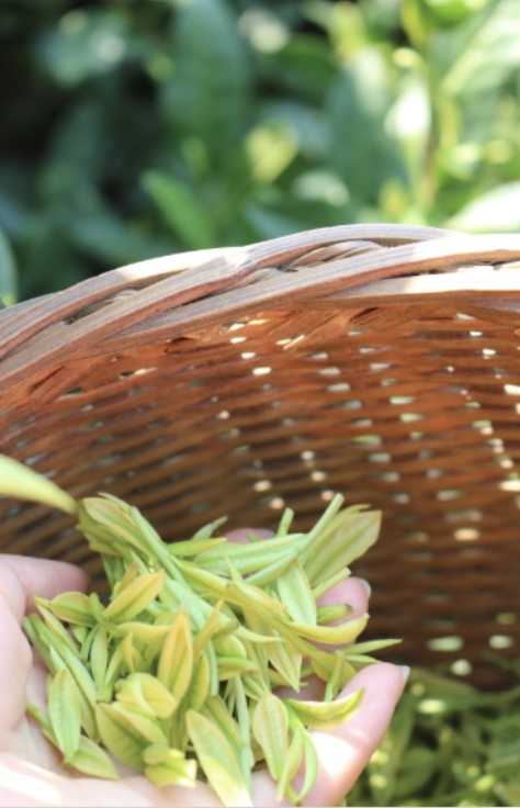 最好的补硒是什么茶（补硒茶真的含有硒吗）-硒宝网