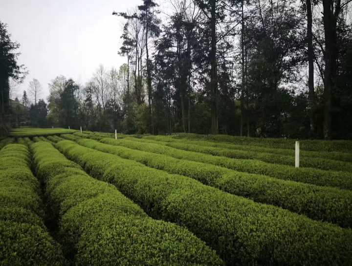 最好的补硒是什么茶（补硒茶真的含有硒吗）-硒宝网