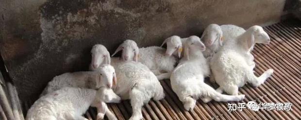 羊吃什么草可以补硒(羊补硒用什么药了)-硒宝网