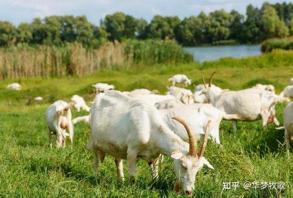 羊吃什么草可以补硒(羊补硒用什么药了)-硒宝网