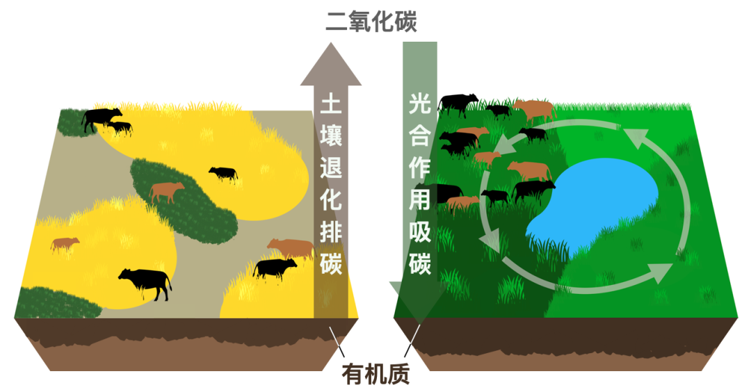 如何科学补钙(科学补钙三部曲)-硒宝网