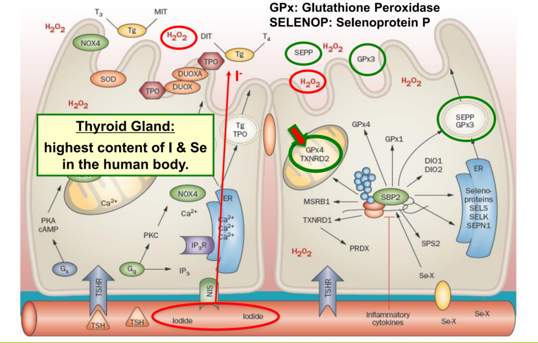 产后脱发补硒可以吗（产后脱发可以吃钙片吗）-硒宝网