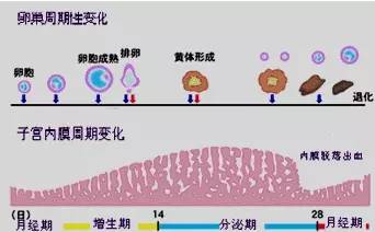 多少岁补硒合适女性（合适补女性硒元素吗）-硒宝网