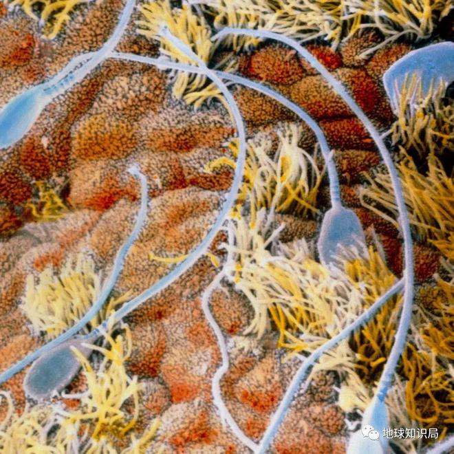 为什么男性要补硒呢(男人补硒能提高性功能吗)-硒宝网