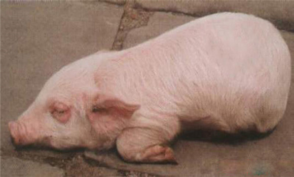 新生仔猪补硒几毫升（初生仔猪缺硒的症状）-硒宝网