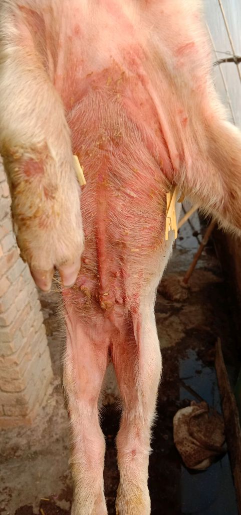 新生仔猪补硒几毫升（初生仔猪缺硒的症状）-硒宝网