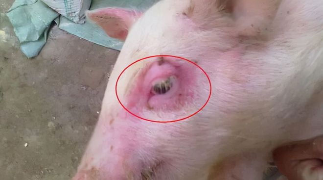 新生仔猪补硒几毫升（初生仔猪缺硒的症状）-硒宝网