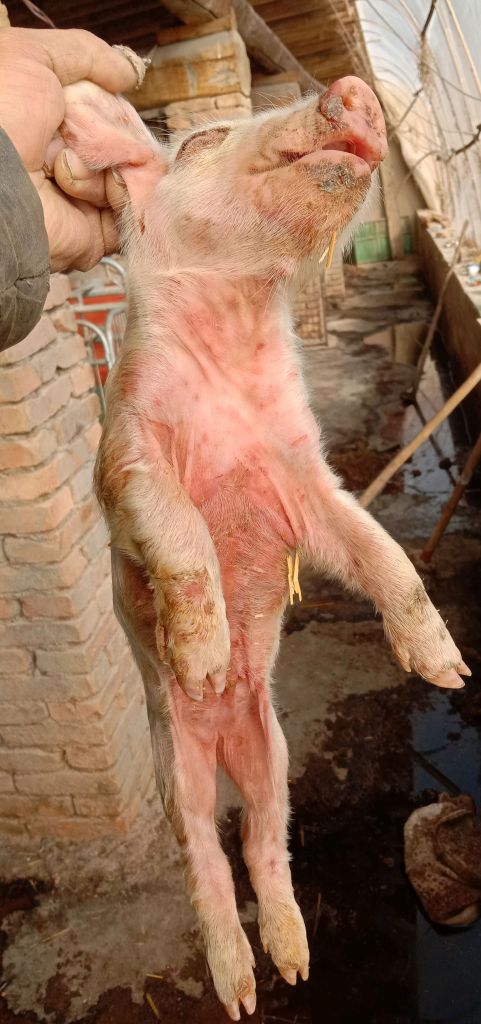 新生仔猪补硒几毫升（初生仔猪缺硒的症状）-硒宝网