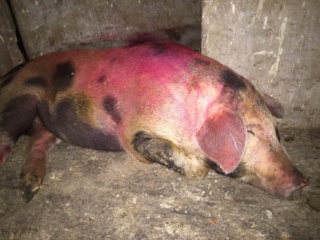 新生仔猪补硒几毫升（初生仔猪缺硒的症状）-硒宝网