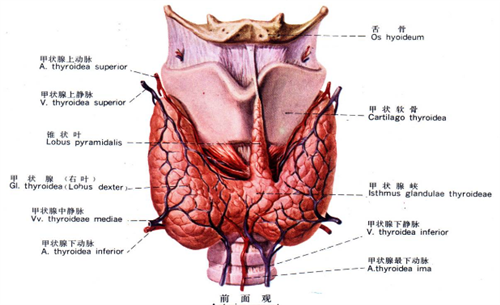 甲减的人是否要补硒（甲减病人为何要补充硒）-硒宝网