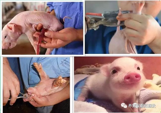 一百斤的猪补多少硒(猪补硒用什么药)-硒宝网