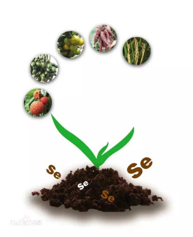 体内缺硒吃什么补好（体内缺硒怎么补）-硒宝网